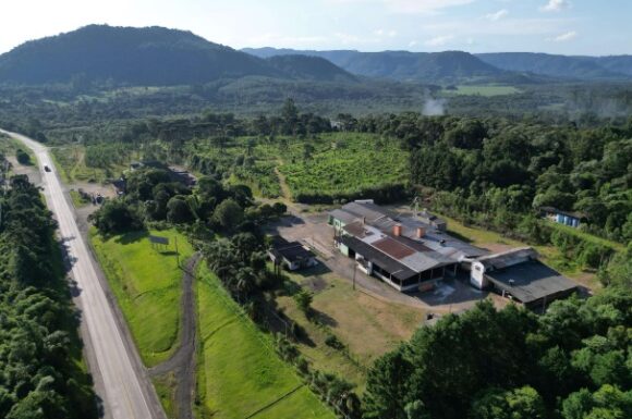 Erva-mate sustentável entre araucárias: projeto de extensão valoriza biodiversidade e cultura regional no Paraná